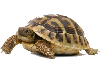 Biology Tutoring